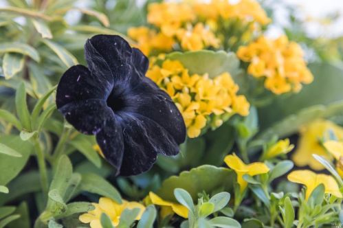 283 Cecilia Way, Tiburon CA  94920-2105 exterior