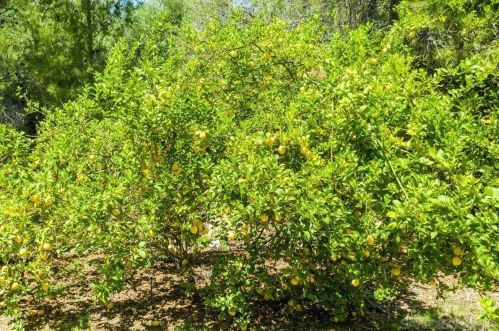 4209 Alpine Blvd, Alpine CA  91901-2312 exterior