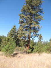 181 Ponderosa Dr, Maryhill, WA 98620-2413