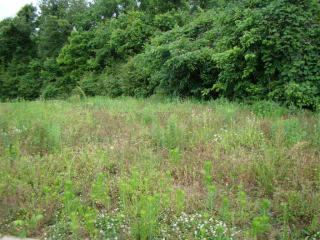 204 Chronicles Dr, Medina, TN 38355-8816