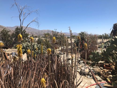 19605 Prospect St, Desert Hot Springs CA  92241-7871 exterior