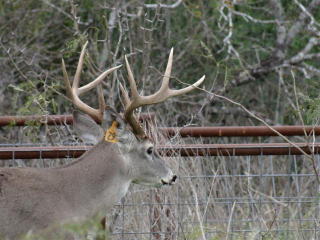 111 County Road 307, Tilden, TX 78072-3038