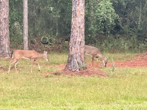 4580 1st Ave, Naples FL  34119-2651 exterior