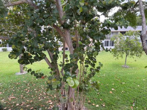 61 Hastings D, West Palm Beach FL  33417-1205 exterior