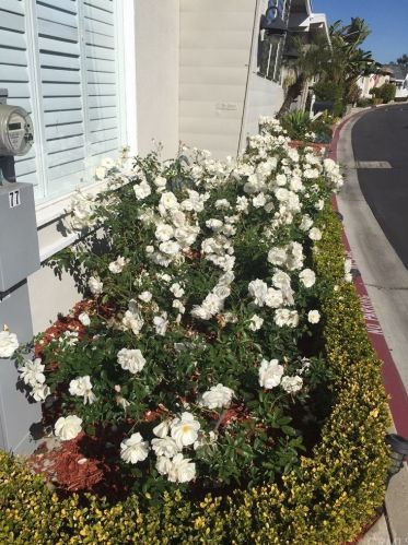 77 Yorktown, Newport Beach CA  92660-6147 exterior