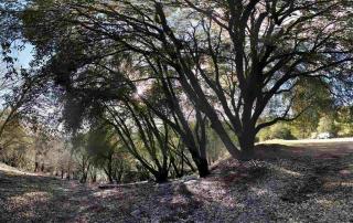 27900 Debbie Ct, Pioneer, CA