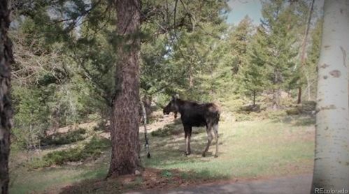 11639 Broken Arrow Dr, Conifer CO  80433-6920 exterior