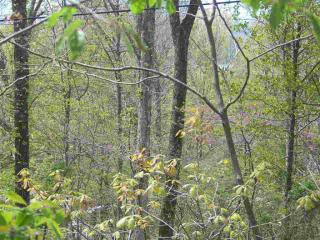 1405 Echota Ln, Mooresburg, TN 37811-2683