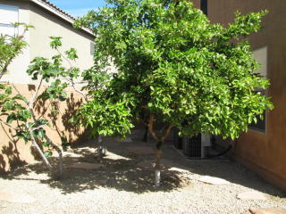 4131 Pinto Ln, Phoenix AZ  85050-8982 exterior