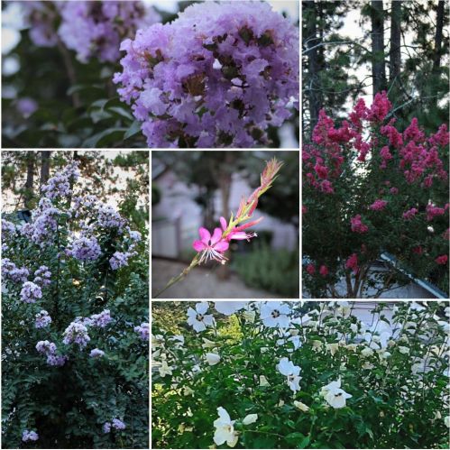 120 Carriage Ln, Grass Valley CA  95949-9509 exterior