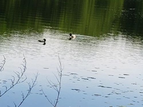 7991 Braddock Ave, Monticello MN  55362-3131 exterior