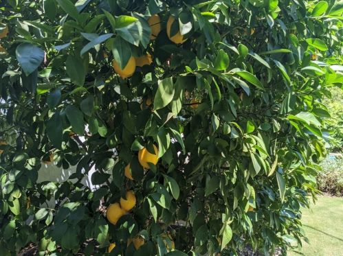 1087 Via Verona Dr, Chico CA  95973-1030 exterior