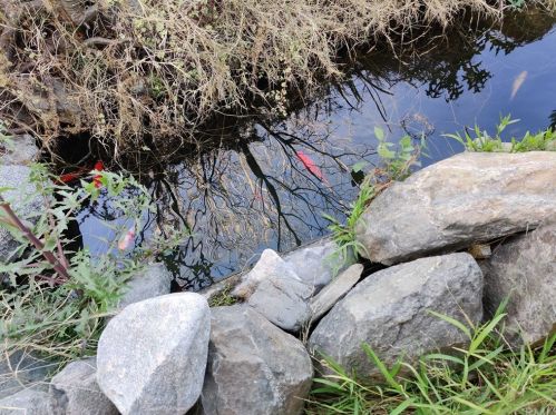 10839 Arroyo Dr, Whittier CA 90604-1914 exterior