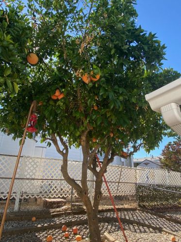 7501 Scaup Ln, Citrus Heights CA  95621-1646 exterior