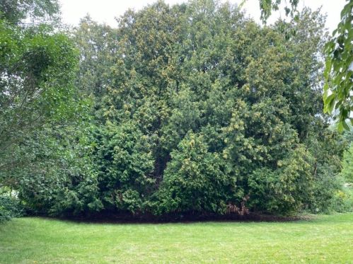 195 Maple St, Methuen MA  01844-1256 exterior