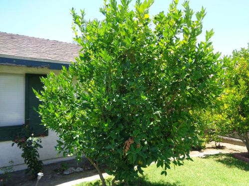 4435 Roosevelt St, Chino CA  91710-3225 exterior