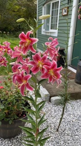 74 Vergason Ave, Norwich CT  06360-2108 exterior