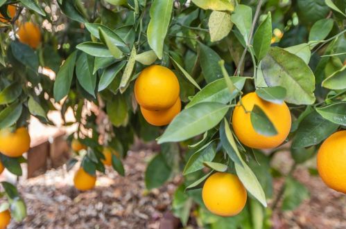 7791 Chancery Ct, Citrus Heights CA  95610-5903 exterior