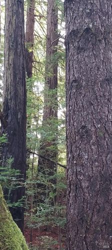 43400 Iversen Rd, The Sea Ranch CA  95445-7582 exterior