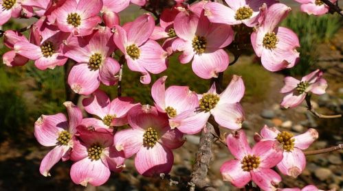 12108 Lake Wildwood Dr, Lake Wildwood CA  95946-9451 exterior