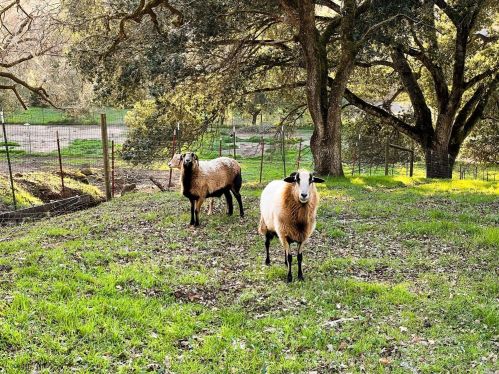 3198 Porter Creek Rd, Santa Rosa, CA 95404-8447