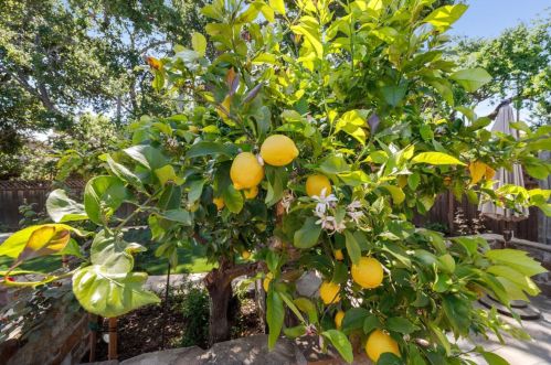 18 Ethel Ct, Redwood City CA  94061-2400 exterior