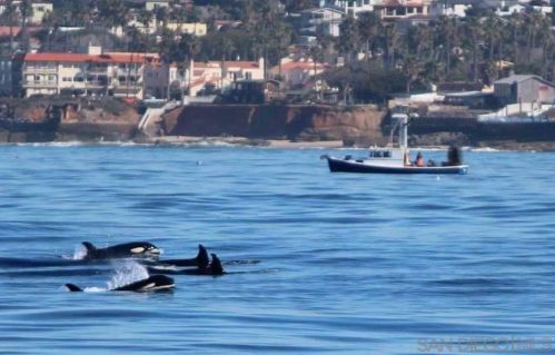 4848 Bermuda Ave, San Diego CA  92107-3847 exterior