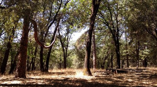 20852 Post Chaise Cir, Grass Valley CA  95949-9585 exterior