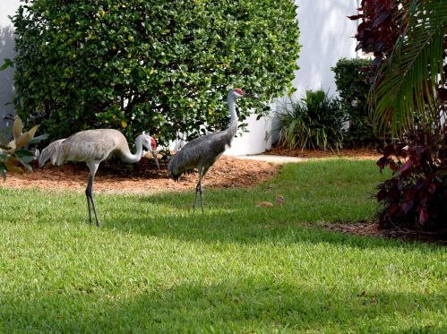 1271 Continental Ave, Melbourne FL 32940-6701 exterior