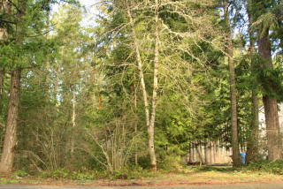22320 Autumnwood Ct, Yelm WA  98597-9015 exterior