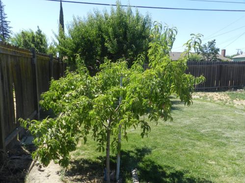 1340 Joseph St, Livingston CA  95334-1626 exterior