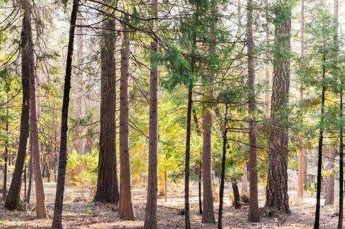 14340 Holmwood Dr, Nimshew CA  95954-9323 exterior