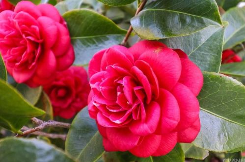 1229 Carmel Dr, Simi Valley CA 93065-4118 exterior