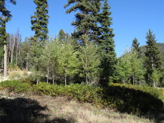 999 Kokopelli Dr, Gibbonsville, ID 83463