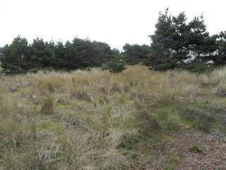 1709 Marlin St, Waldport, OR 97394-9430