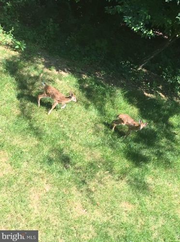 781 Zermatt Dr, Hummelstown PA  17036-9703 exterior