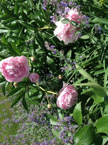 668 Crimson Leaf Trl, Saint Paul MN 55123-3045 exterior