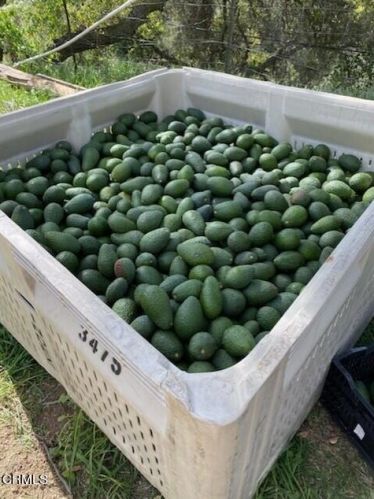 13001 Koenigstein Rd, Santa Paula CA  93060-9667 exterior