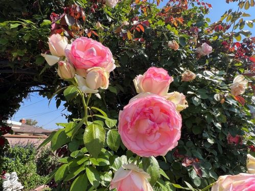 2509 180 St, Torrance CA  90504-5204 exterior