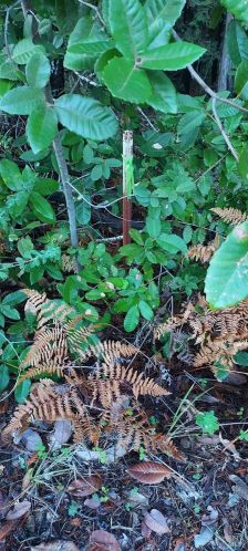 43400 Iversen Rd, The Sea Ranch CA  95445-7582 exterior