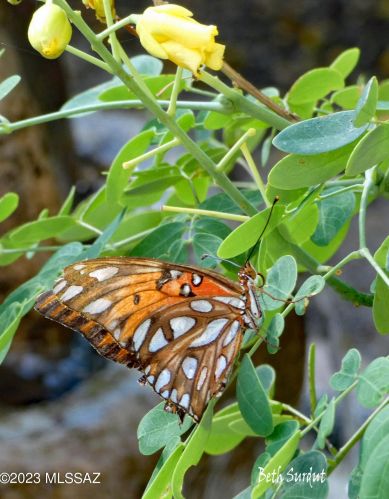 5221 Grouse Way, Tucson AZ 85742-9496 exterior