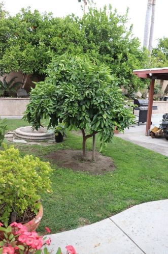 12695 Santa Ana Pl, Chino CA  91710-3228 exterior