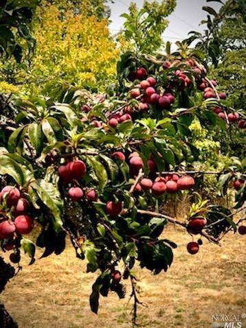 3431 Burnside Rd, Sebastopol CA  95472-9139 exterior