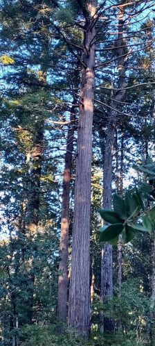 43400 Iversen Rd, The Sea Ranch CA  95445-7582 exterior