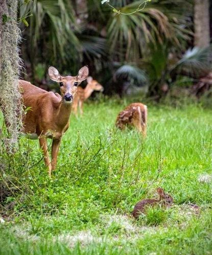 1070 Nash Dr, Kissimmee FL  34747-4319 exterior