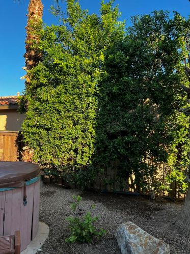 64451 Brae Burn Ave, Desert Hot Springs CA  92240-1240 exterior