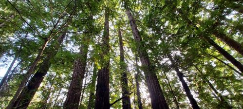 43400 Iversen Rd, The Sea Ranch CA  95445-7582 exterior