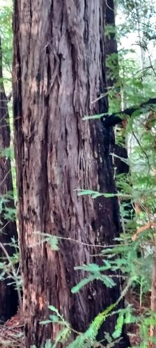 43400 Iversen Rd, The Sea Ranch CA  95445-7582 exterior