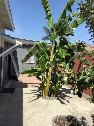 6438 Camellia Ave, North Hollywood CA  91606-2611 exterior