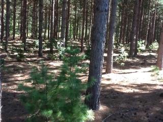 360 Twin Lake Trl, Nekoosa, WI 54457-7910